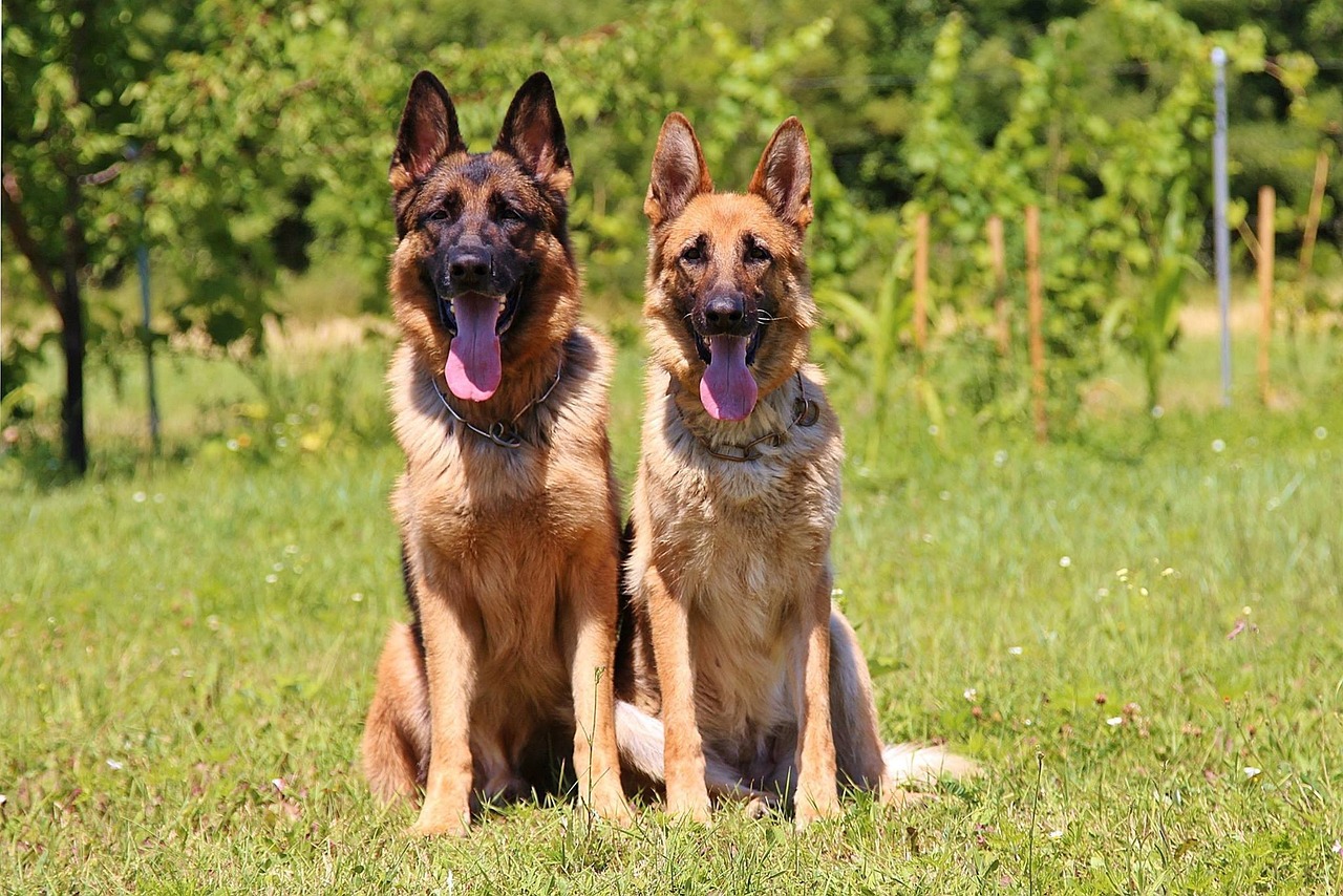 The Intelligence of Australian Shepherds